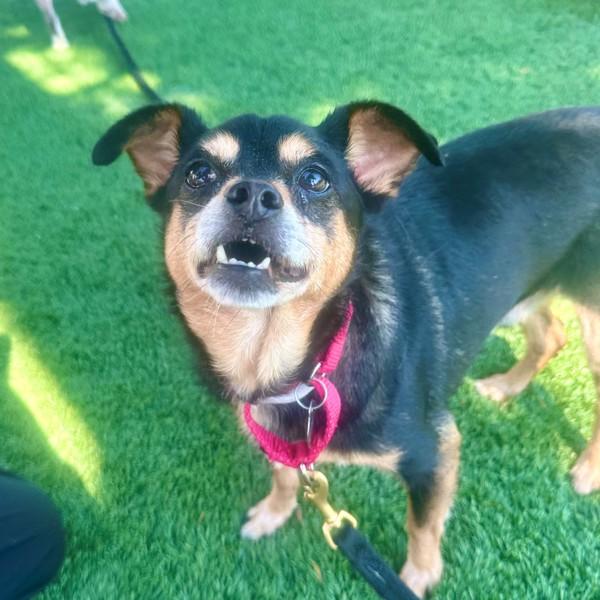 Invierno, a senior dog adopted through Joybound People & Pets