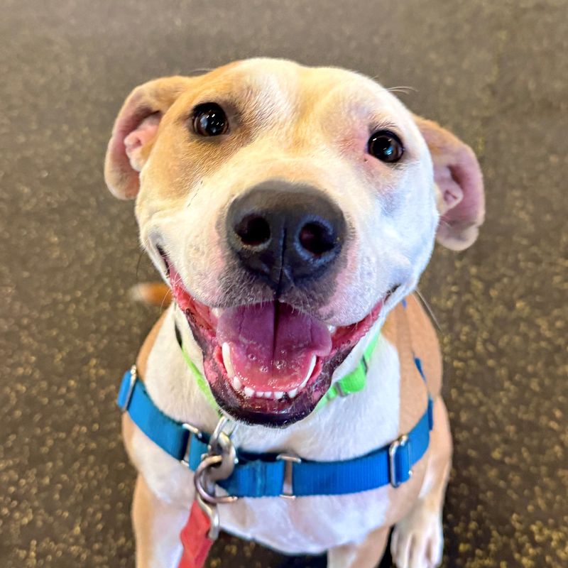 Harley, an adoptable dog at Joybound People & Pets in Walnut Creek