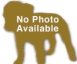 Cinthia, a small tan dog currently listed for adoption through Joybound People & Pets in Walnut Creek