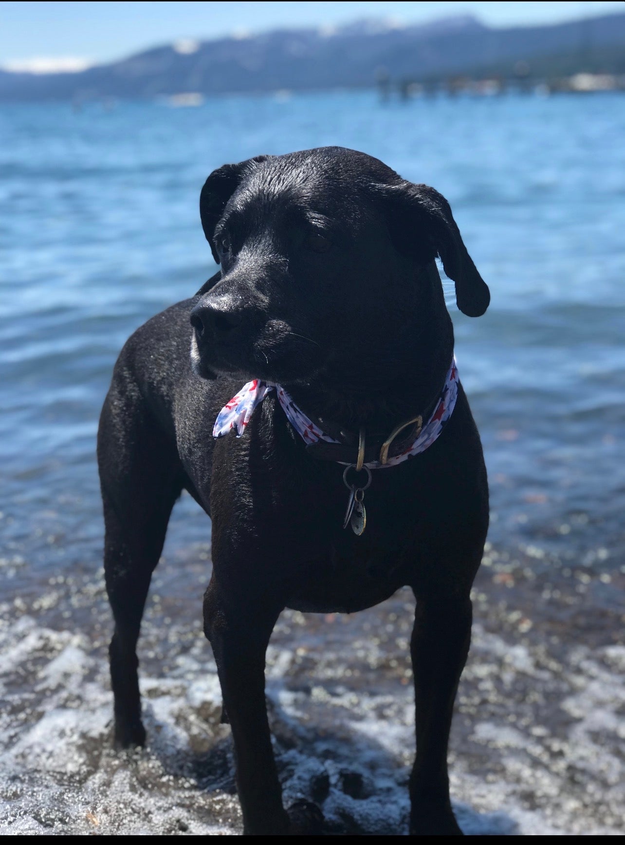 Dog