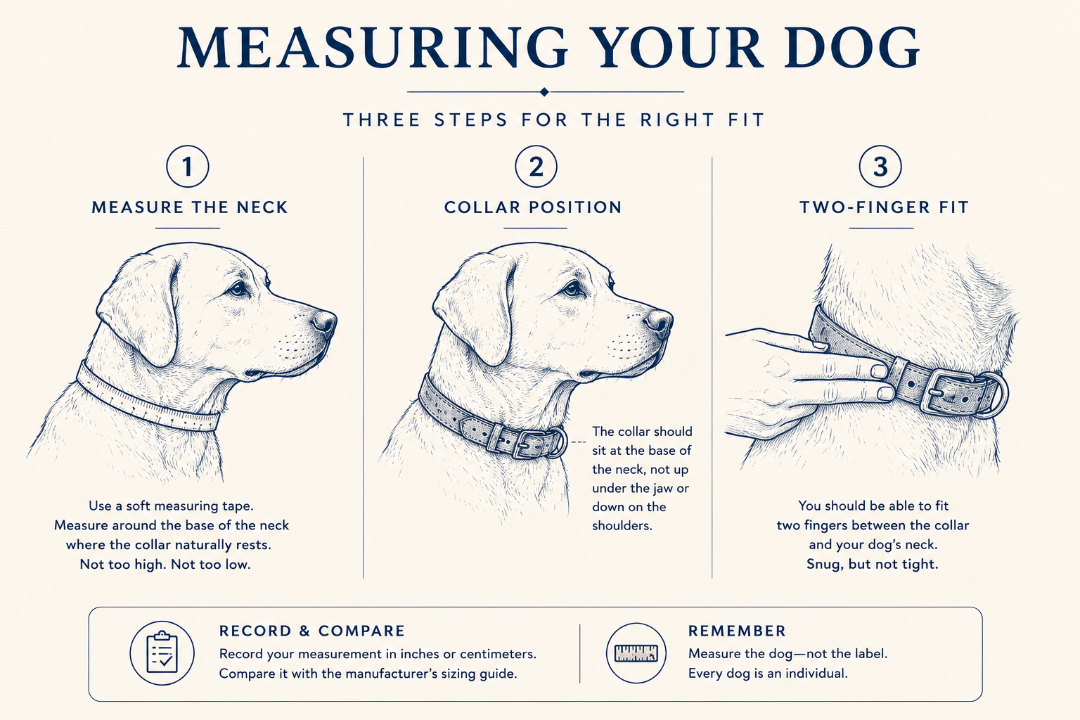 Three-step illustration showing how to measure a dog’s neck, position a collar at the base of the neck and check comfortable fit.